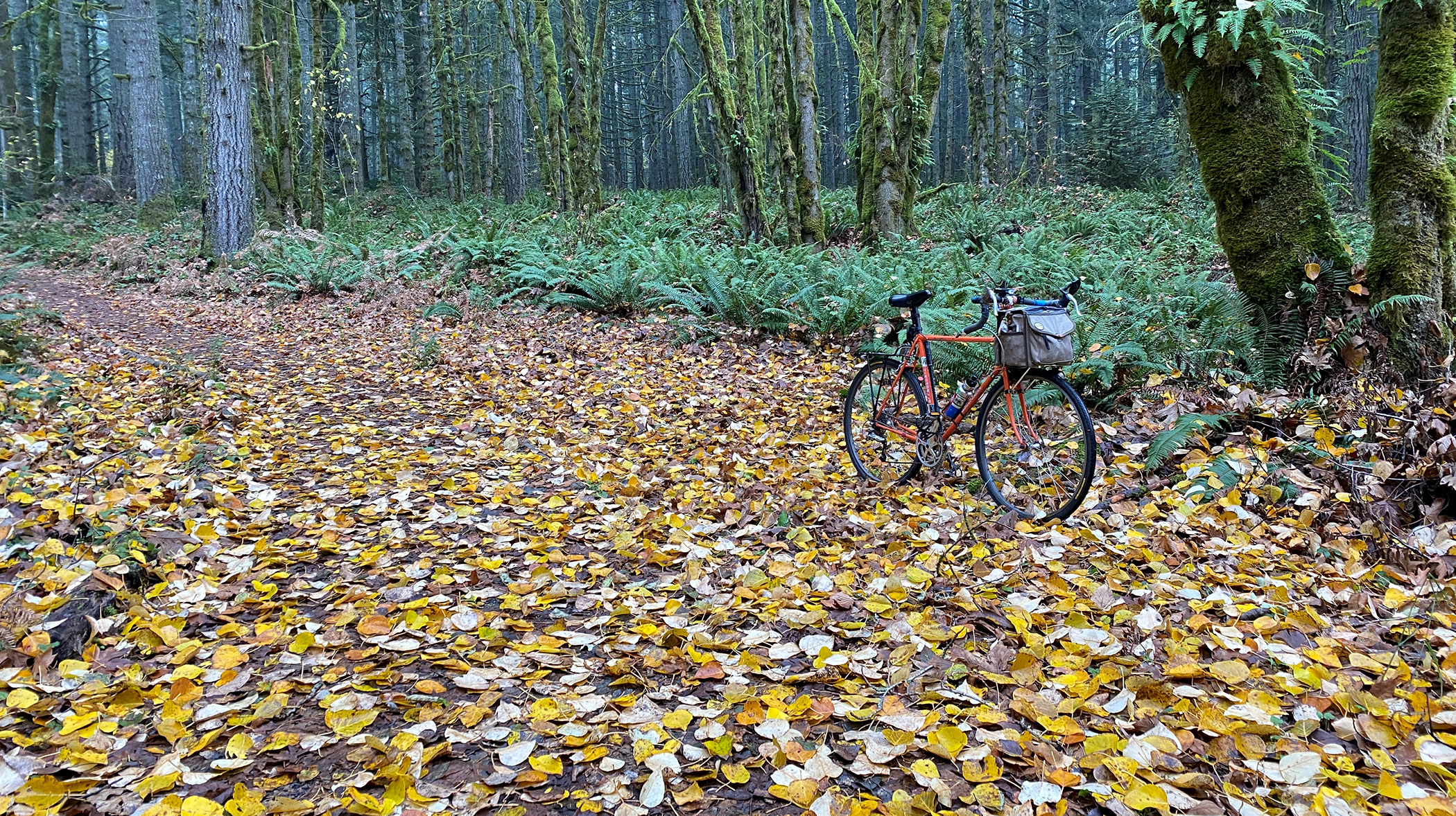 bike in autumn leaves